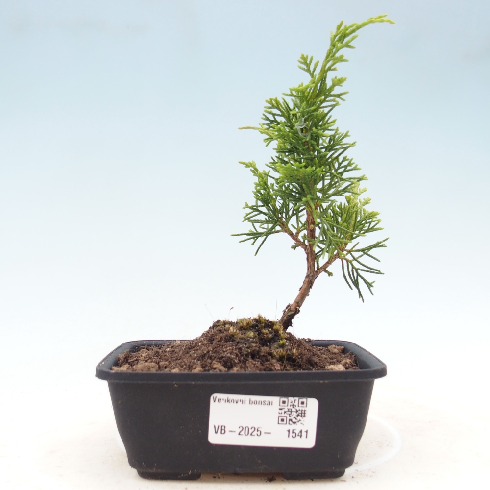 Outdoor bonsai - Juniperus chinensis Itoigawa - Jałowiec chiński