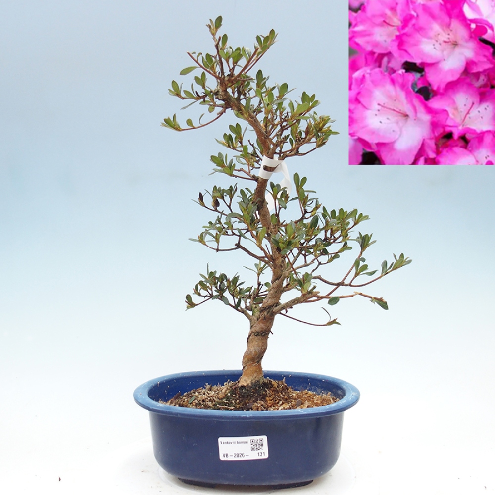 Bonsai zewnętrzne - Azalia japońska - Azalia Mio