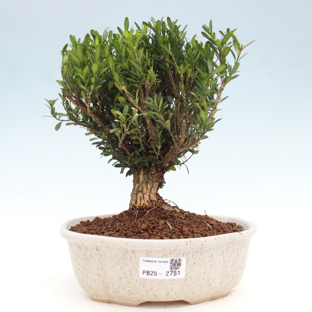 Kryty bonsai - Buxus harlandii - Bukszpan korkowy