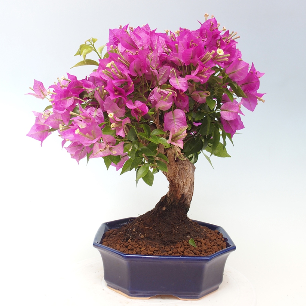 Bonsai do wnętrz - Bouganwilea