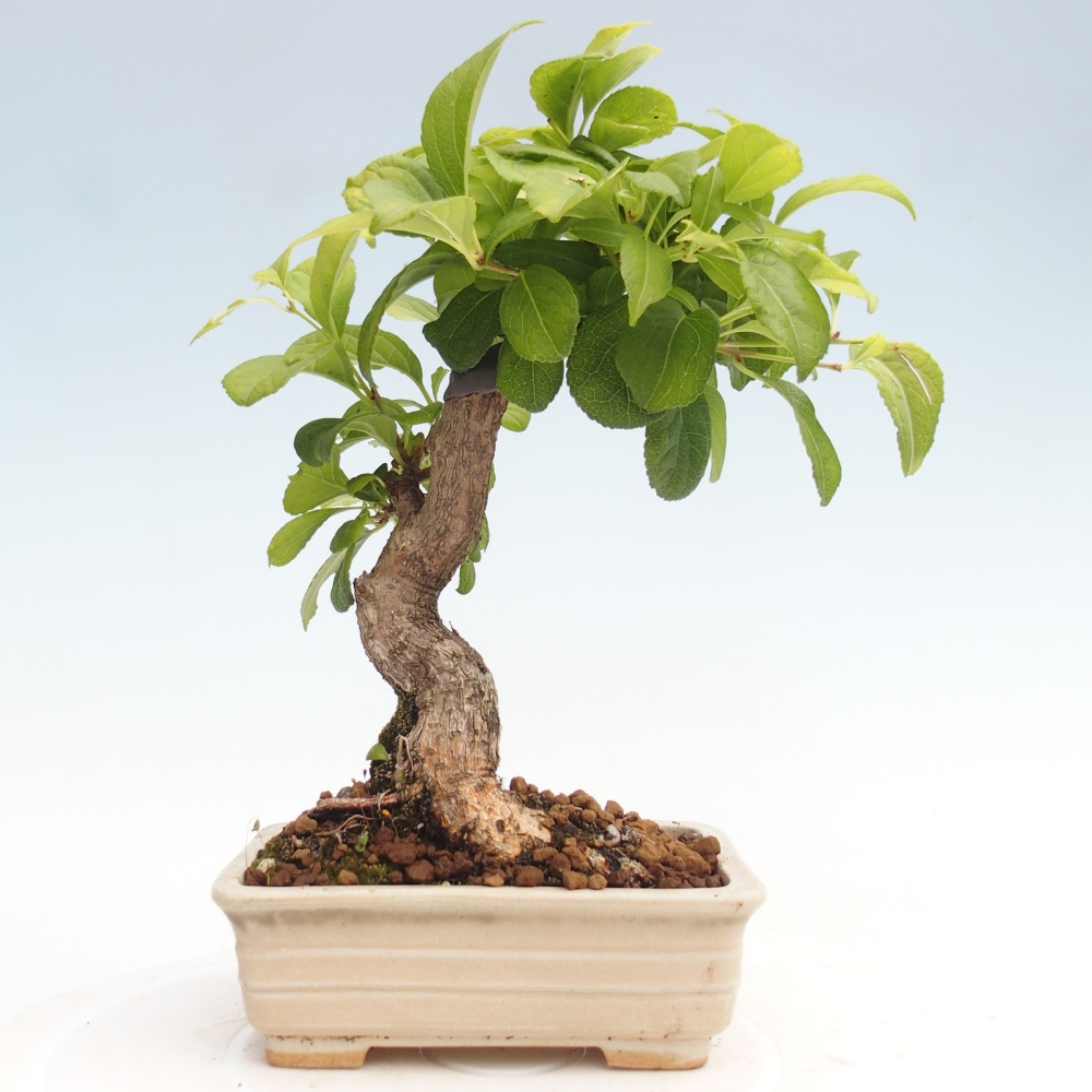 Bonsai na zewnątrz - Celastrus Jesenec
