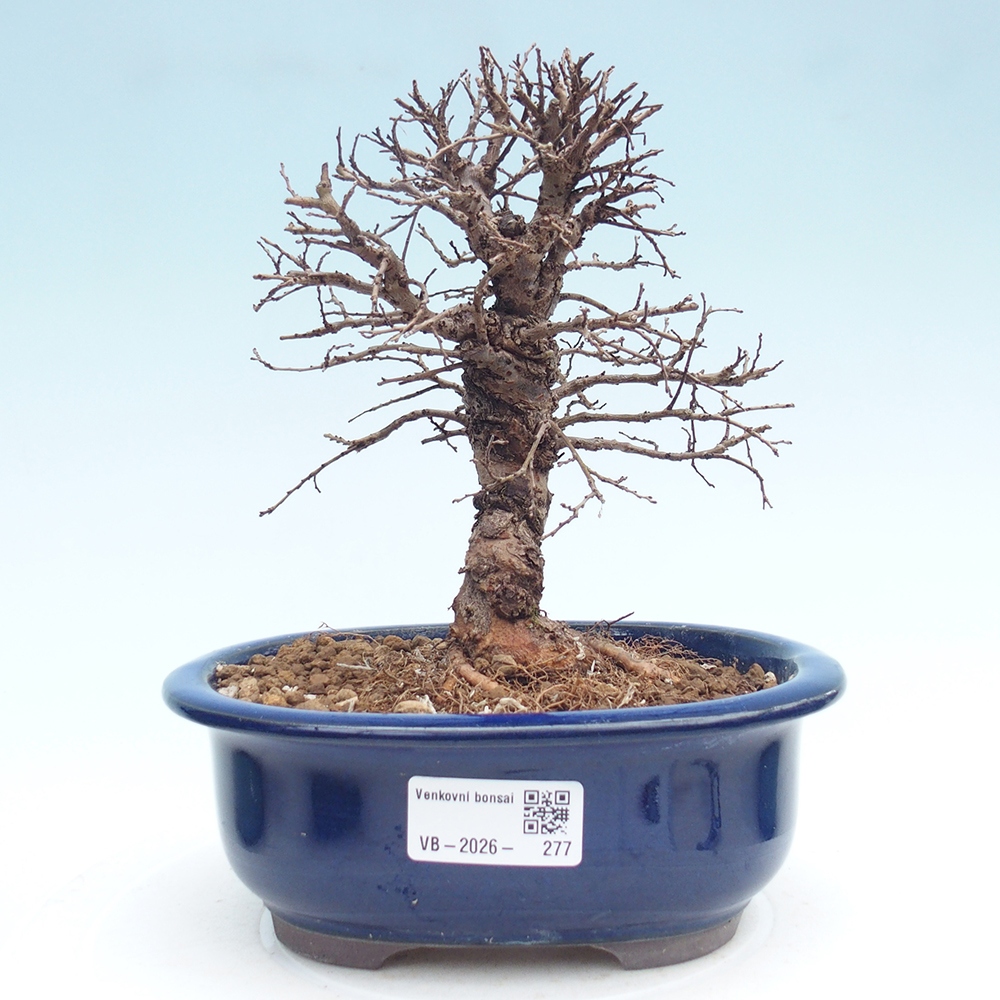 Bonsai zewnętrzne - Zelkova - Zelkova NIRE