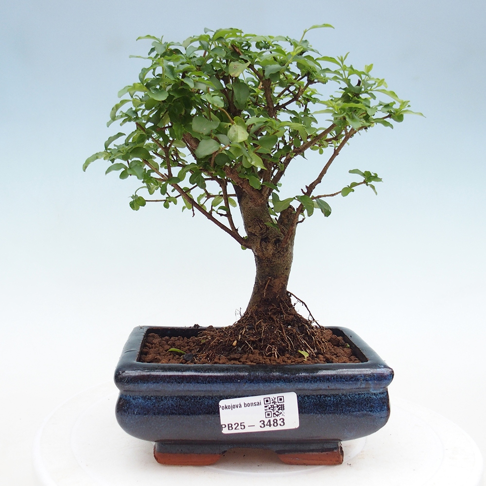 Pokój bonsai - Ligustrum chinensis - Dziób ptaka