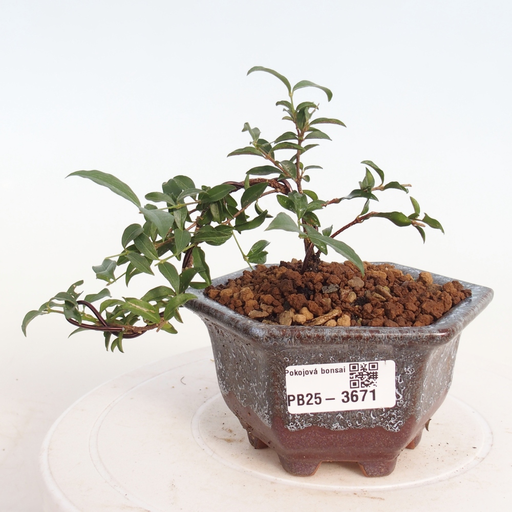 Pokój bonsai - Malpighia coccigera- Barbdor Cherry