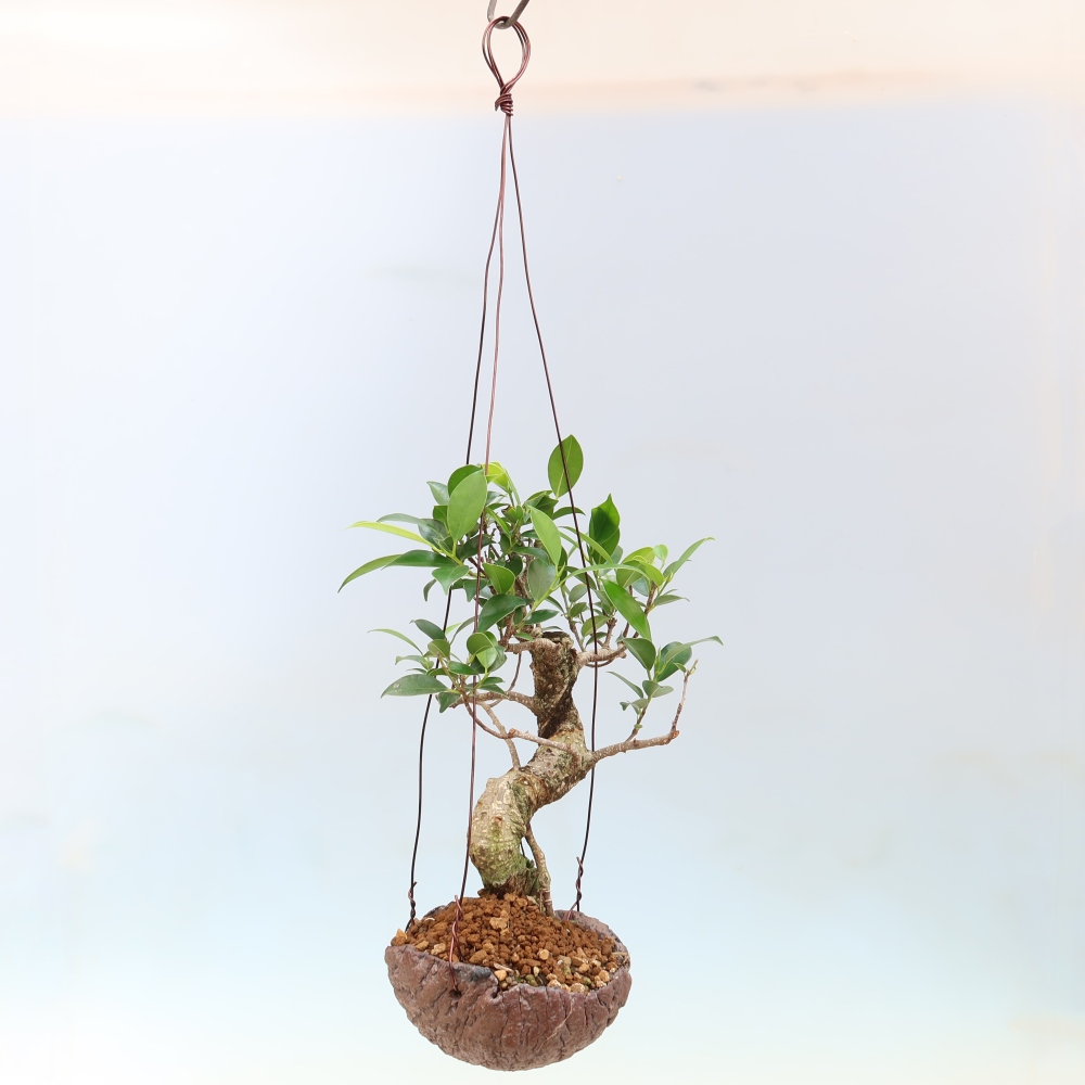 Kokedama w ceramicznej doniczce – figowiec drobnolistny – Ficus kimmen