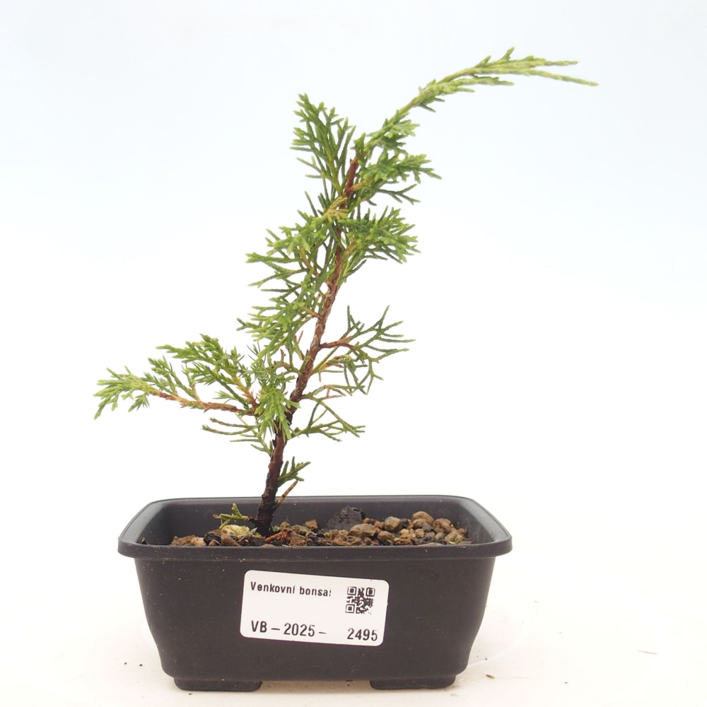 Outdoor bonsai - Juniperus chinensis Itoigawa - Jałowiec chiński