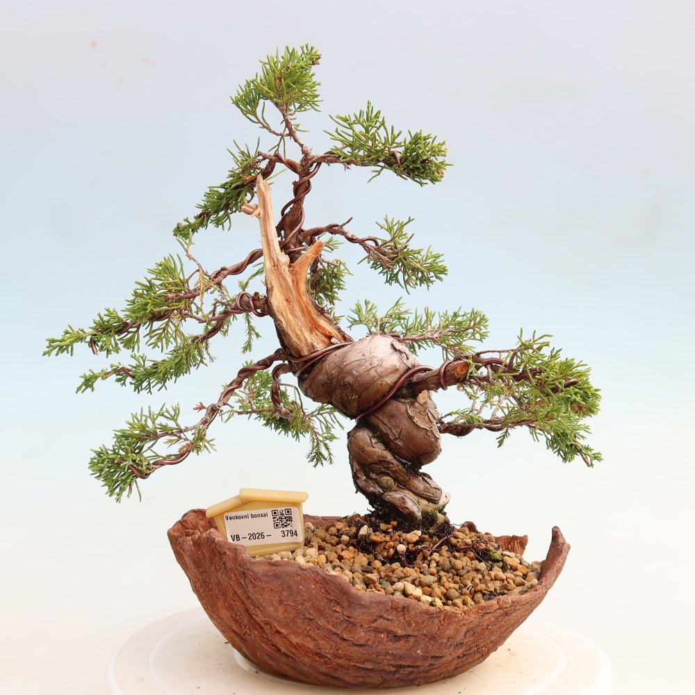 Bonsai ogrodowe – Juniperus chinensis Itoigawa – jałowiec chiński