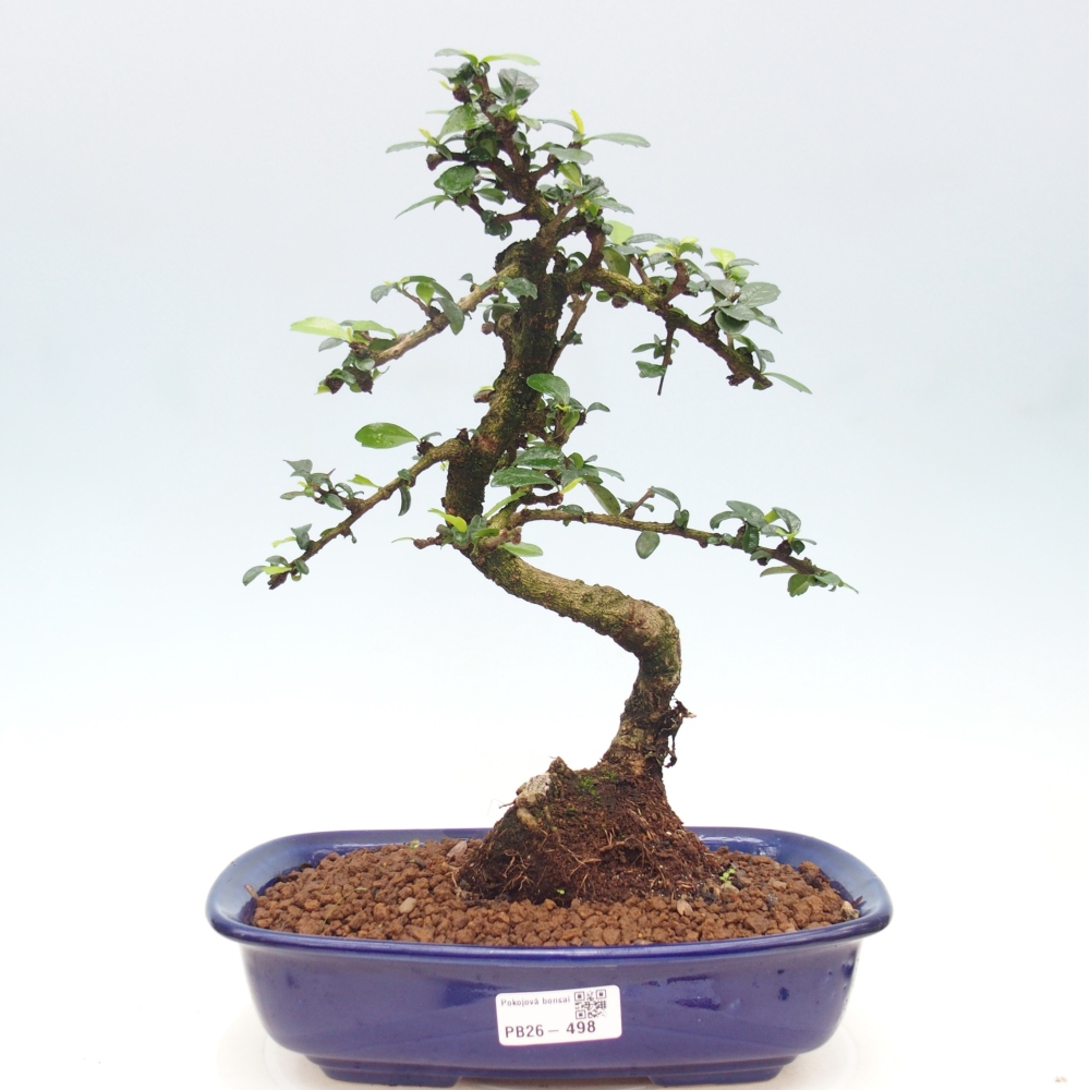 Bonsai pokojowe - Carmona macrophylla - Tea fuki