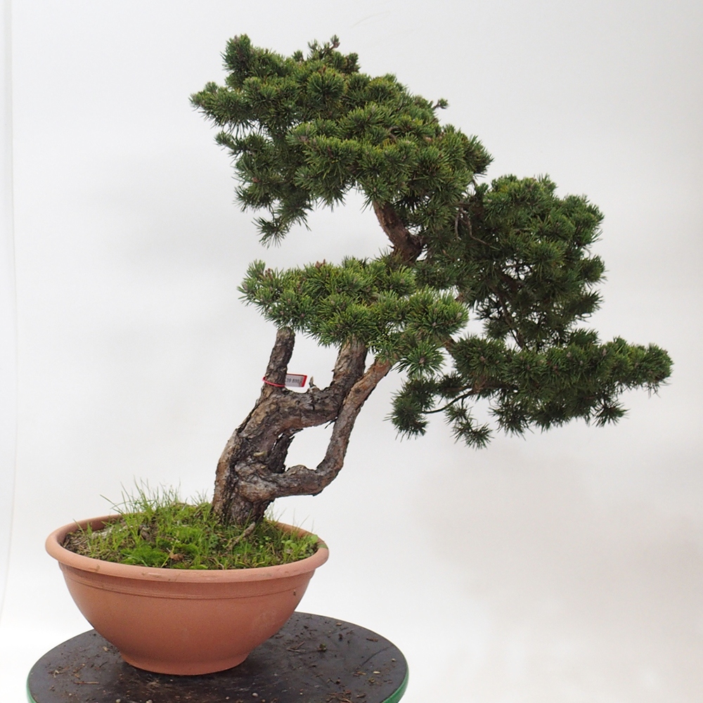 Yamadori - Pinus sylvestris Hiszpania