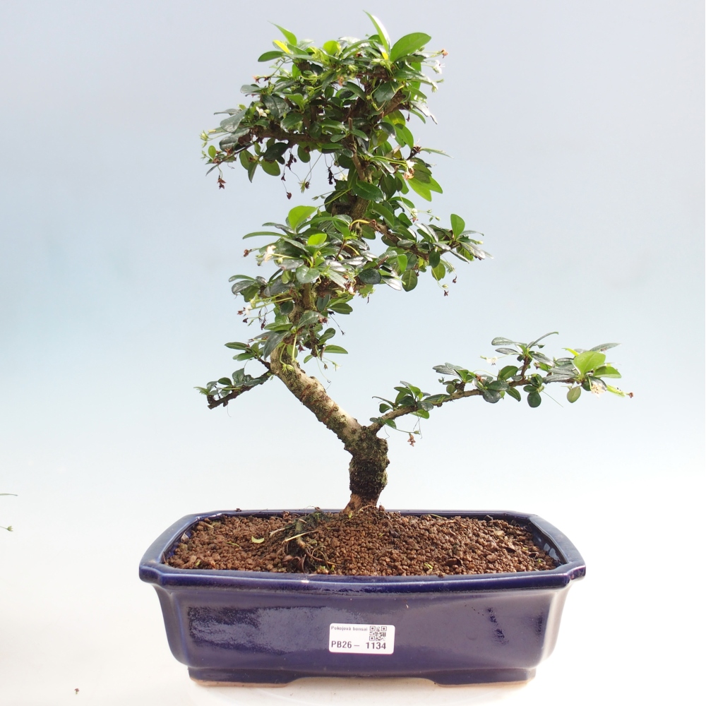 Bonsai pokojowe - Carmona macrophylla - Tea fuki