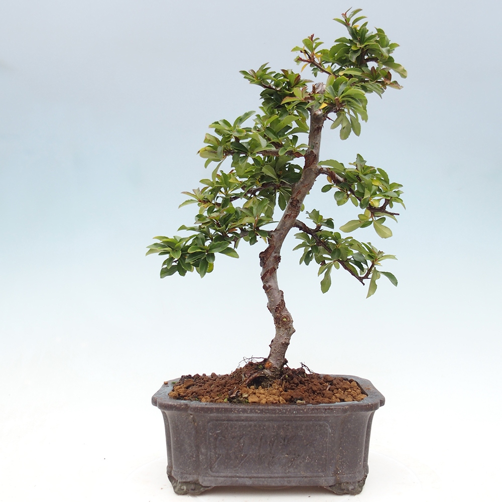 Outdoor bonsai-Pyracantha Teton -Hlox