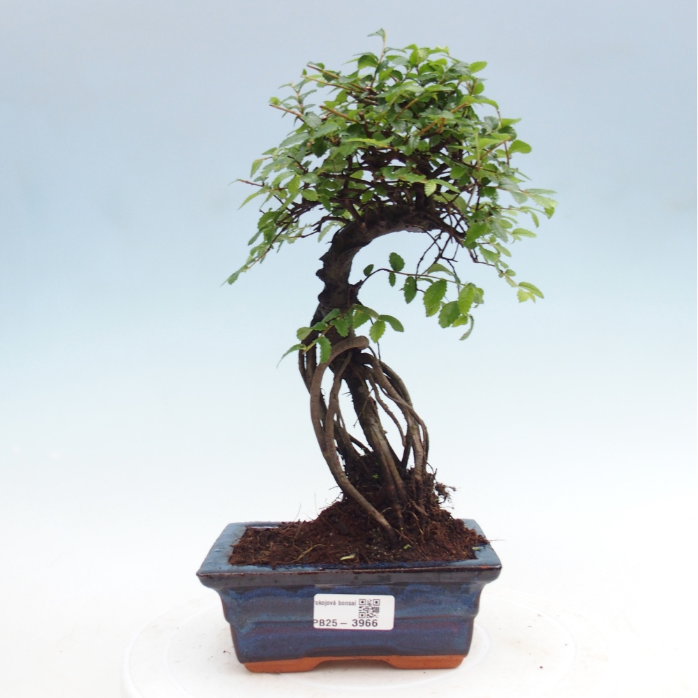 Pokój bonsai - Ulmus parvifolia - Wiąz drobnolistny