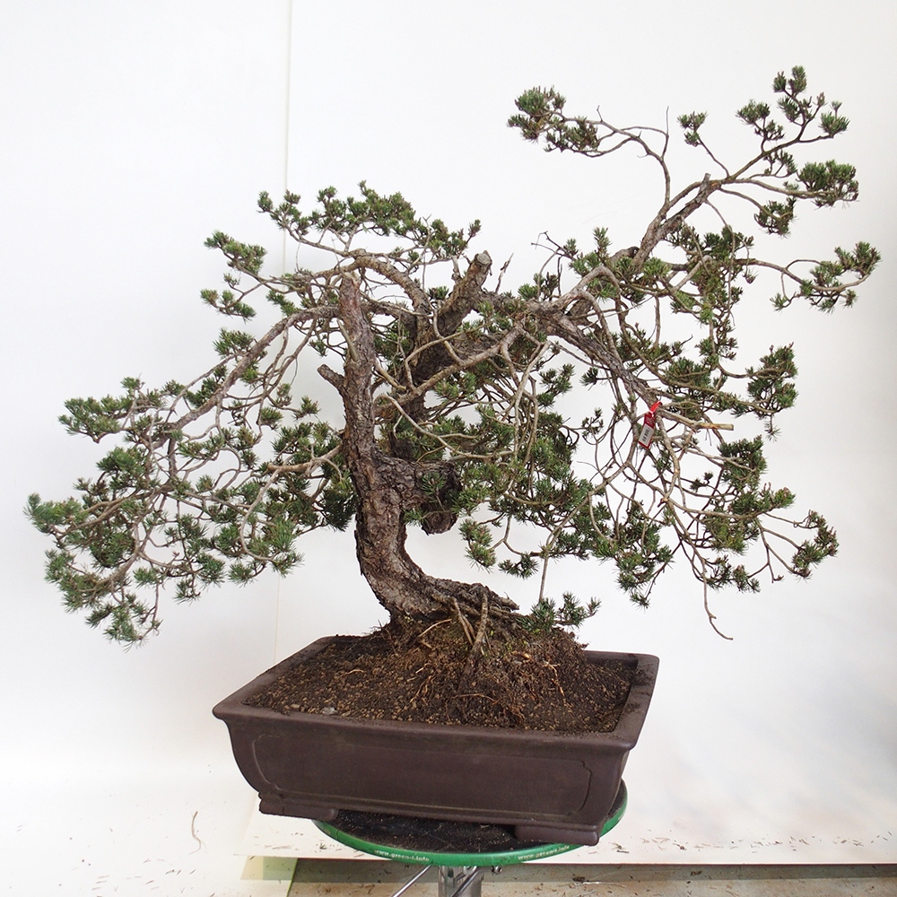 Yamadori - Pinus sylvestris Hiszpania