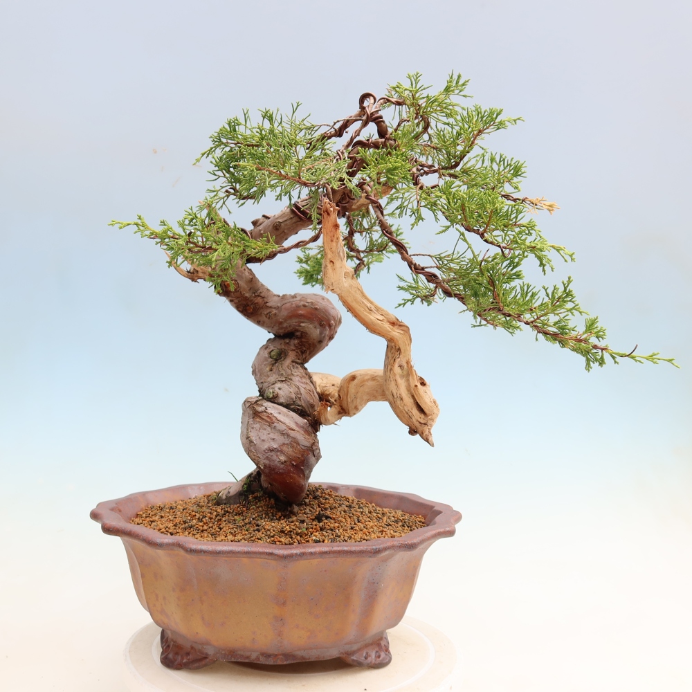 Bonsai ogrodowe – Juniperus chinensis Itoigawa – jałowiec chiński