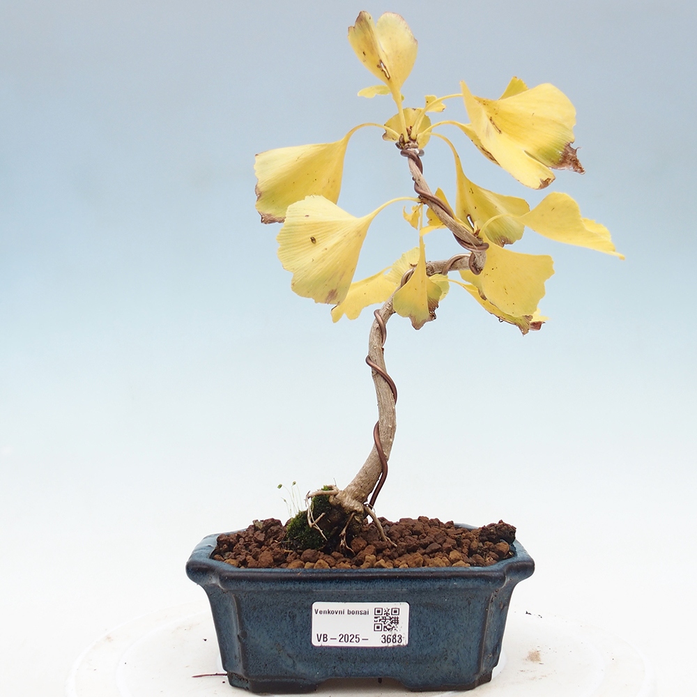Outdoor bonsai - Ginkgo biloba