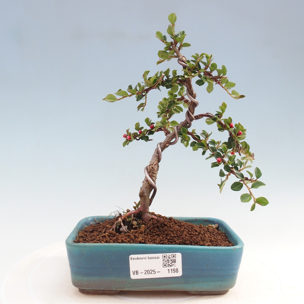 Odkryty bonsai-Cotoneaster poziomy - Skała