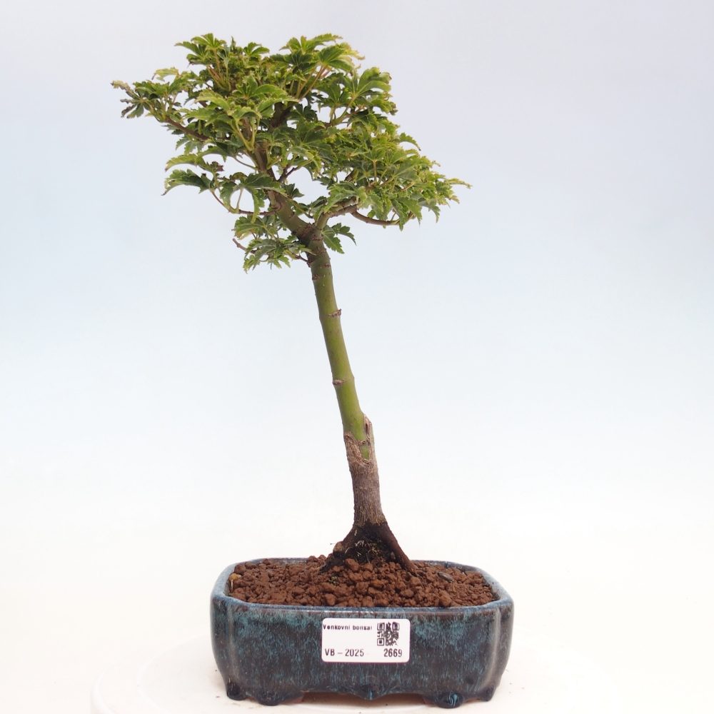 Bonsai zewnętrzne - klon Acer palmatum Shishigashira