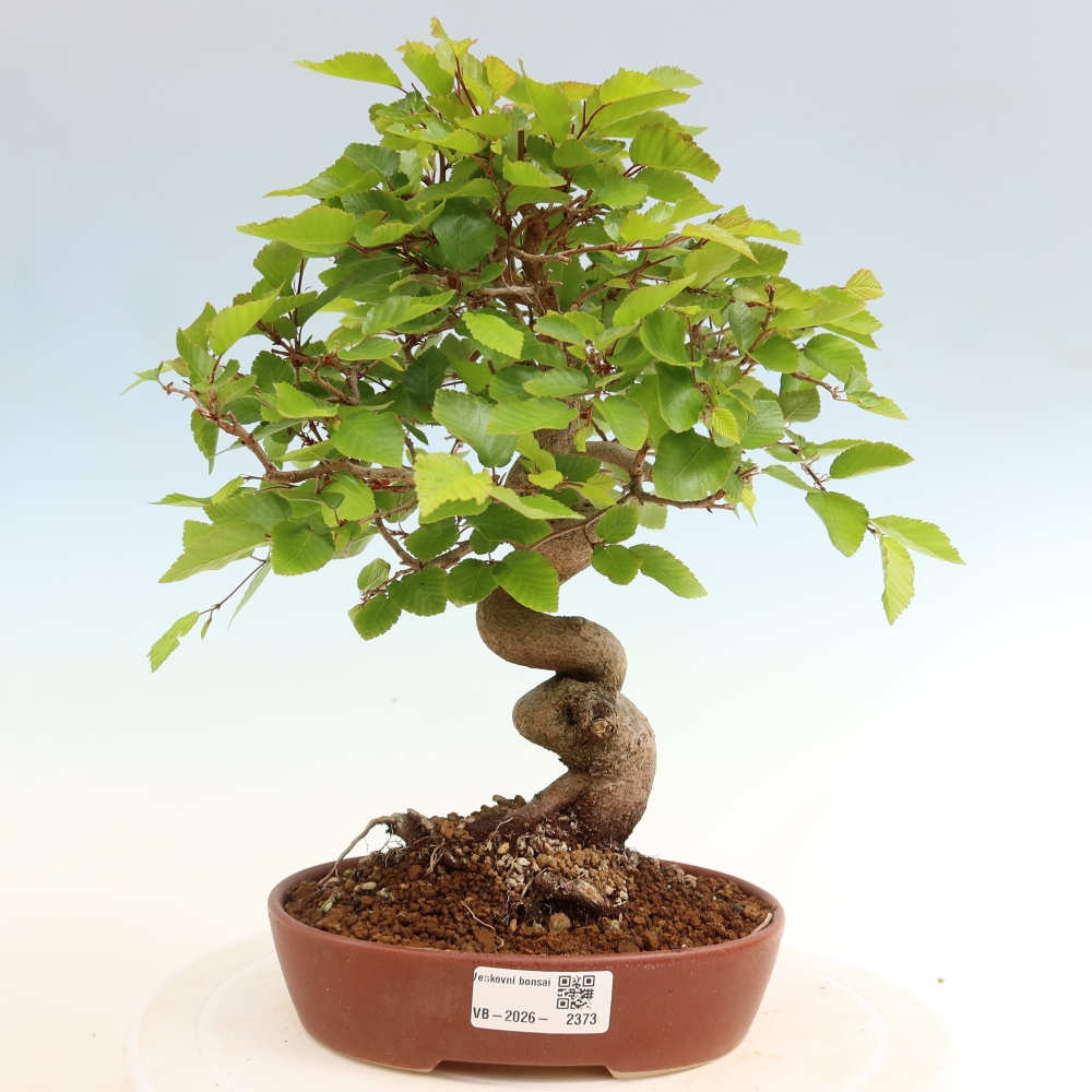 Outdoor bonsai - Carpinus coreana - grab koreański