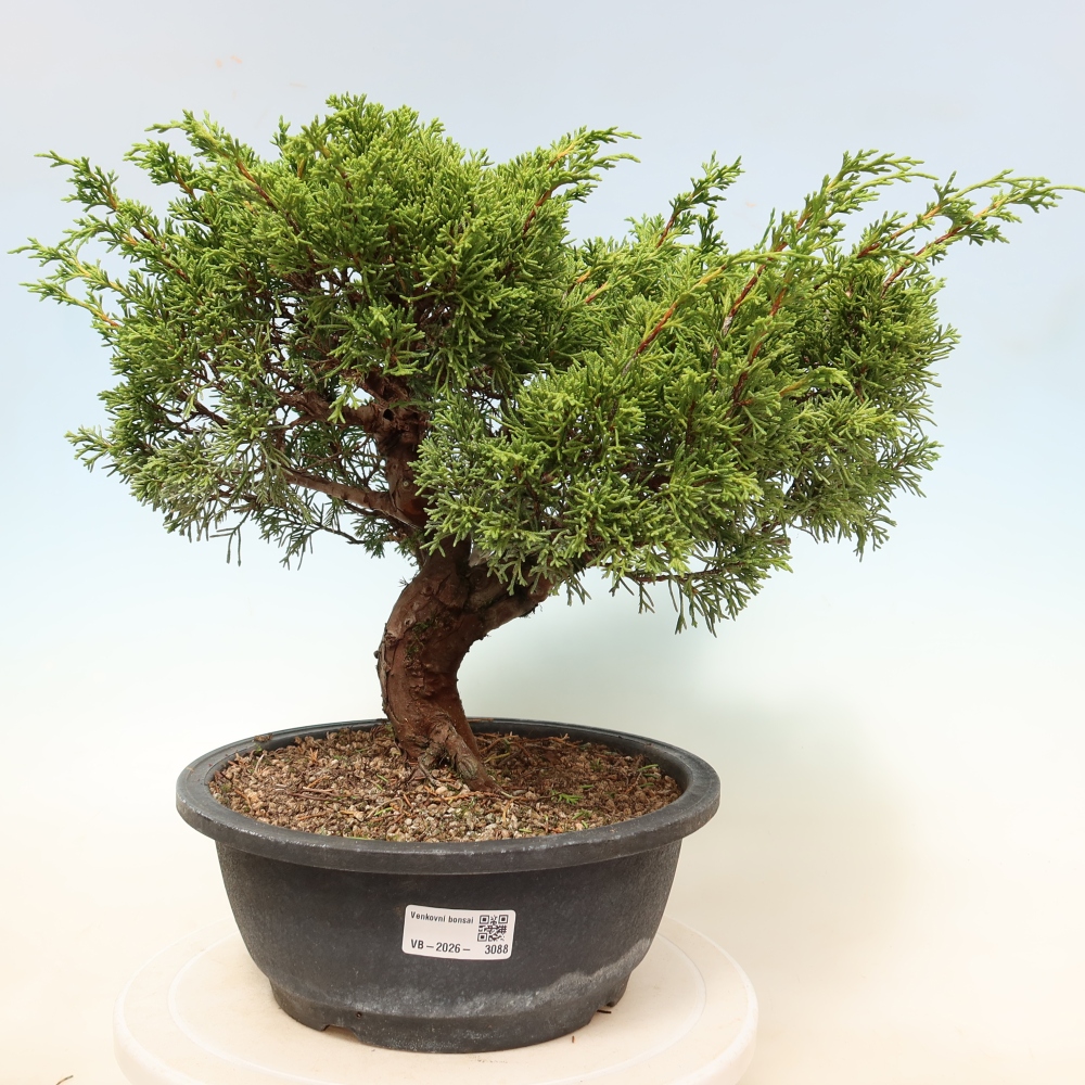 Bonsai ogrodowe – Juniperus chinensis Itoigawa – jałowiec chiński