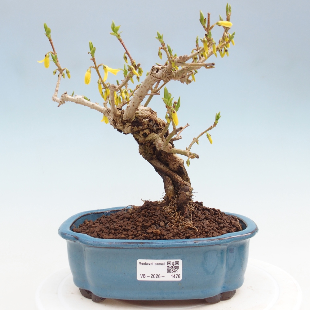 Outdoor bonsai - Zlatice - Forsycja koreańska