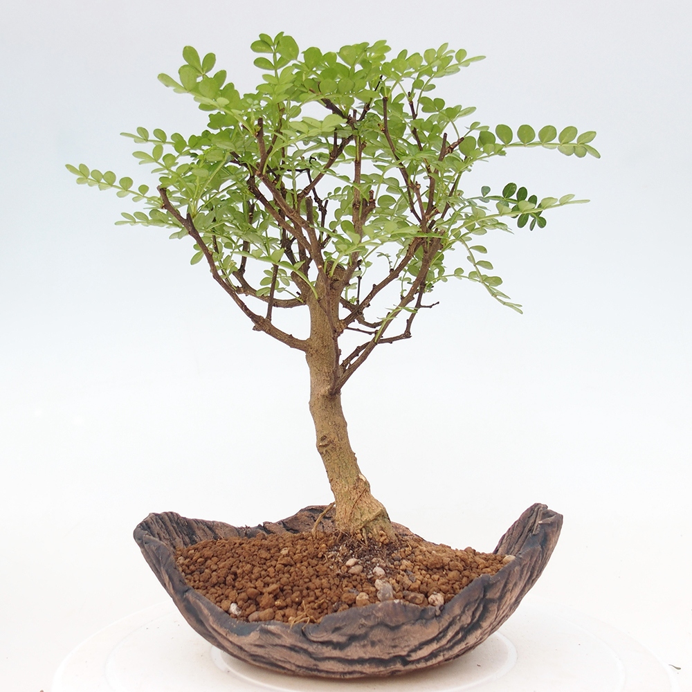 Pokój bonsai - Zantoxylum piperitum - drzewo pieprzowe