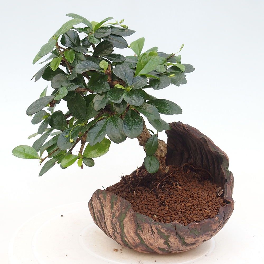 Bonsai pokojowe - Carmona macrophylla - Tea fuki