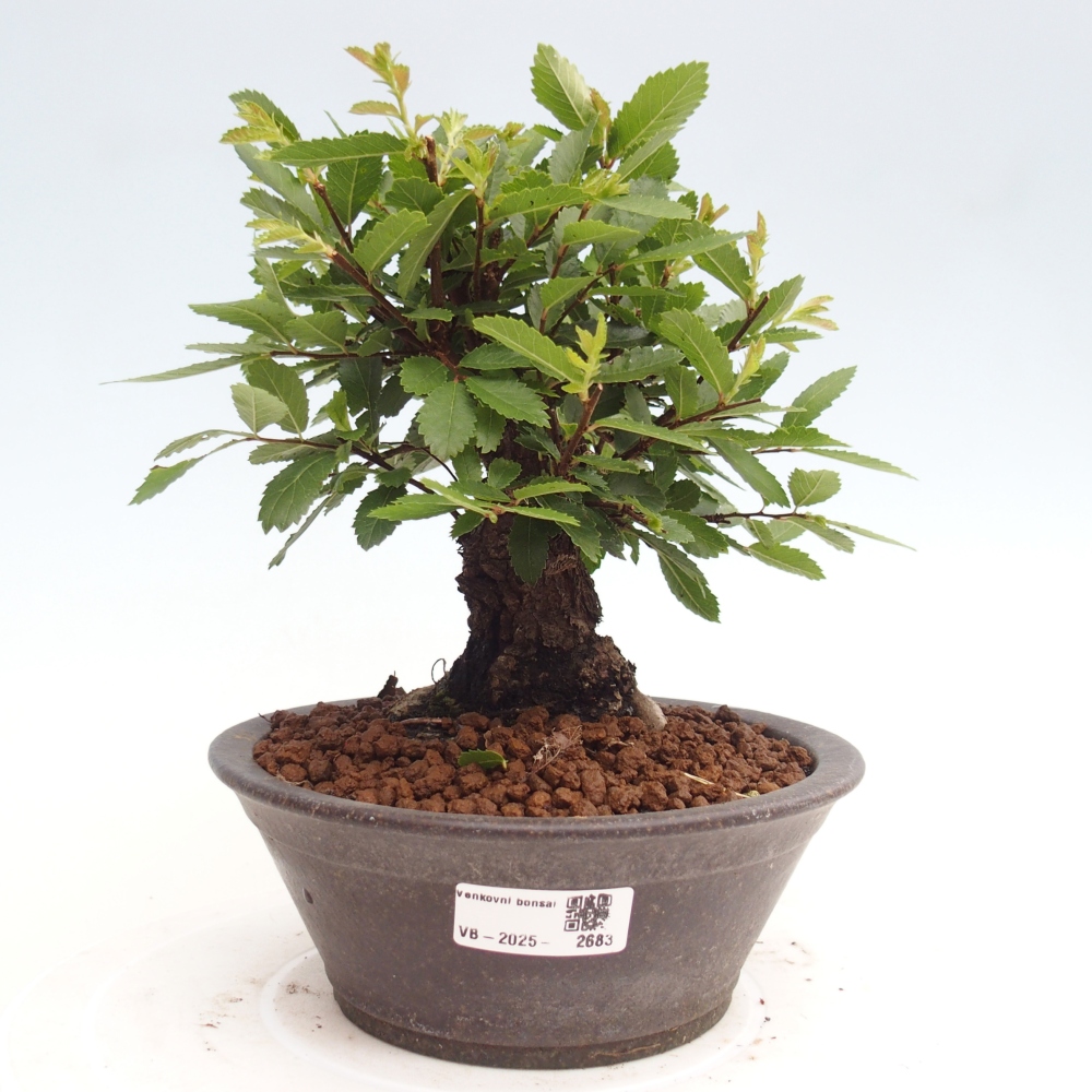 Outdoor bonsai - Zelkova - Zelkova NIRE