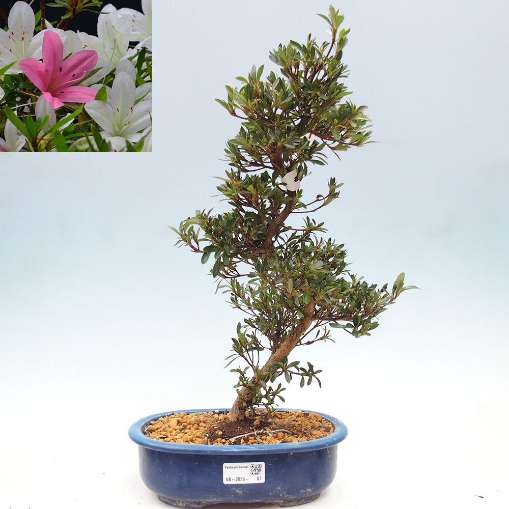 Bonsai zewnętrzne - Azalia japońska - Azalia Hakurin