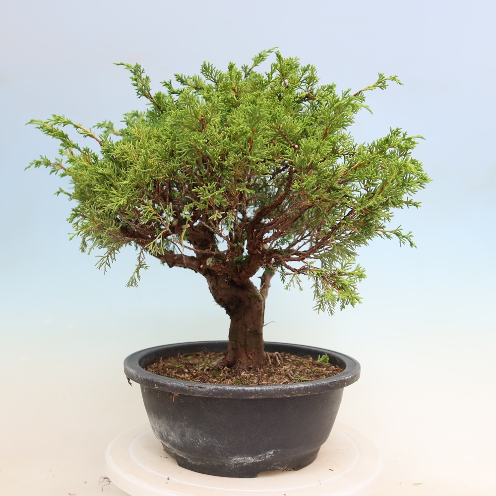 Bonsai ogrodowe – Juniperus chinensis Itoigawa – jałowiec chiński