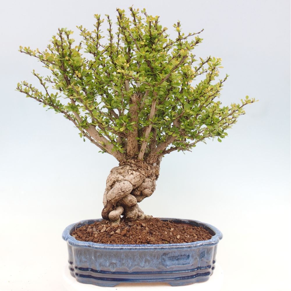 Bonsai zewnętrzne - Berberis coreana