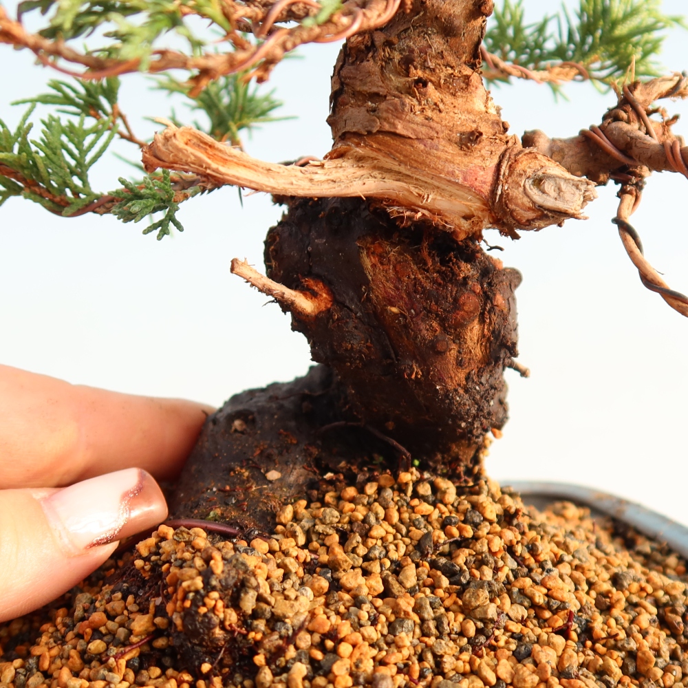 Outdoor bonsai - Juniperus chinensis Itoigawa - Jałowiec chiński