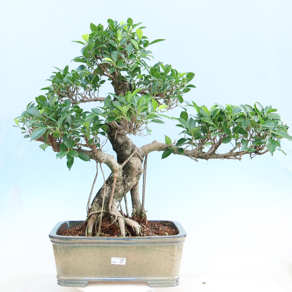 Pokój bonsai - Ficus kimmen - figowiec drobnolistny