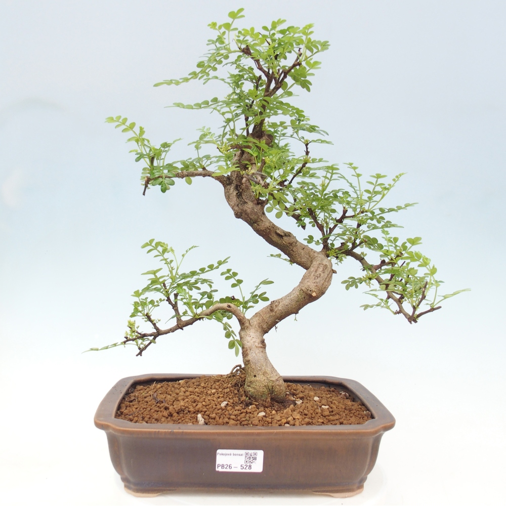 Pokój bonsai - Zantoxylum piperitum - drzewo pieprzowe