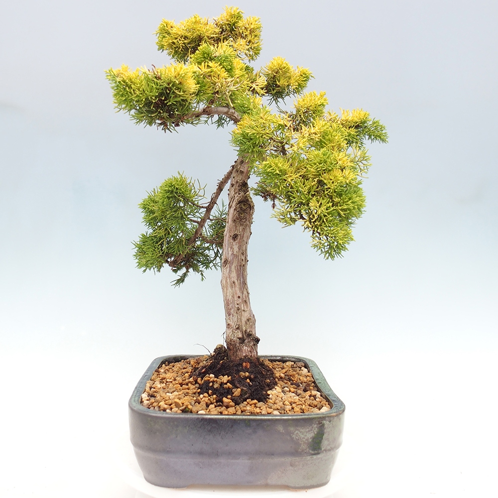Bonsai plenerowe - Juniperus chinensis plumosa aurea - chiński jałowiec złoty
