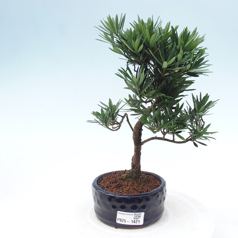 Kryty bonsai - Podocarpus - Kamień tys