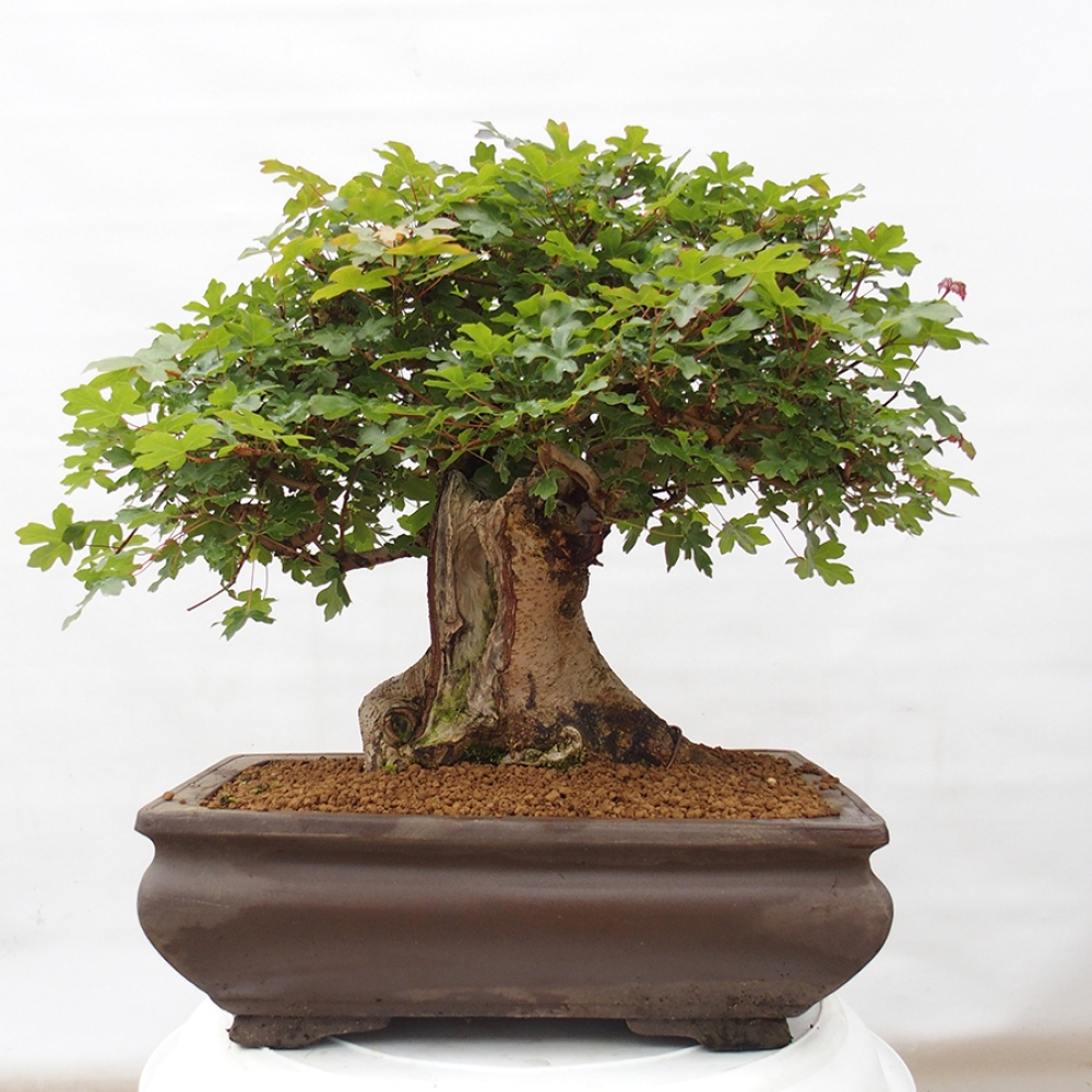 Bonsai zewnętrzne - Klon Francuski - Acer Nonspessulanum