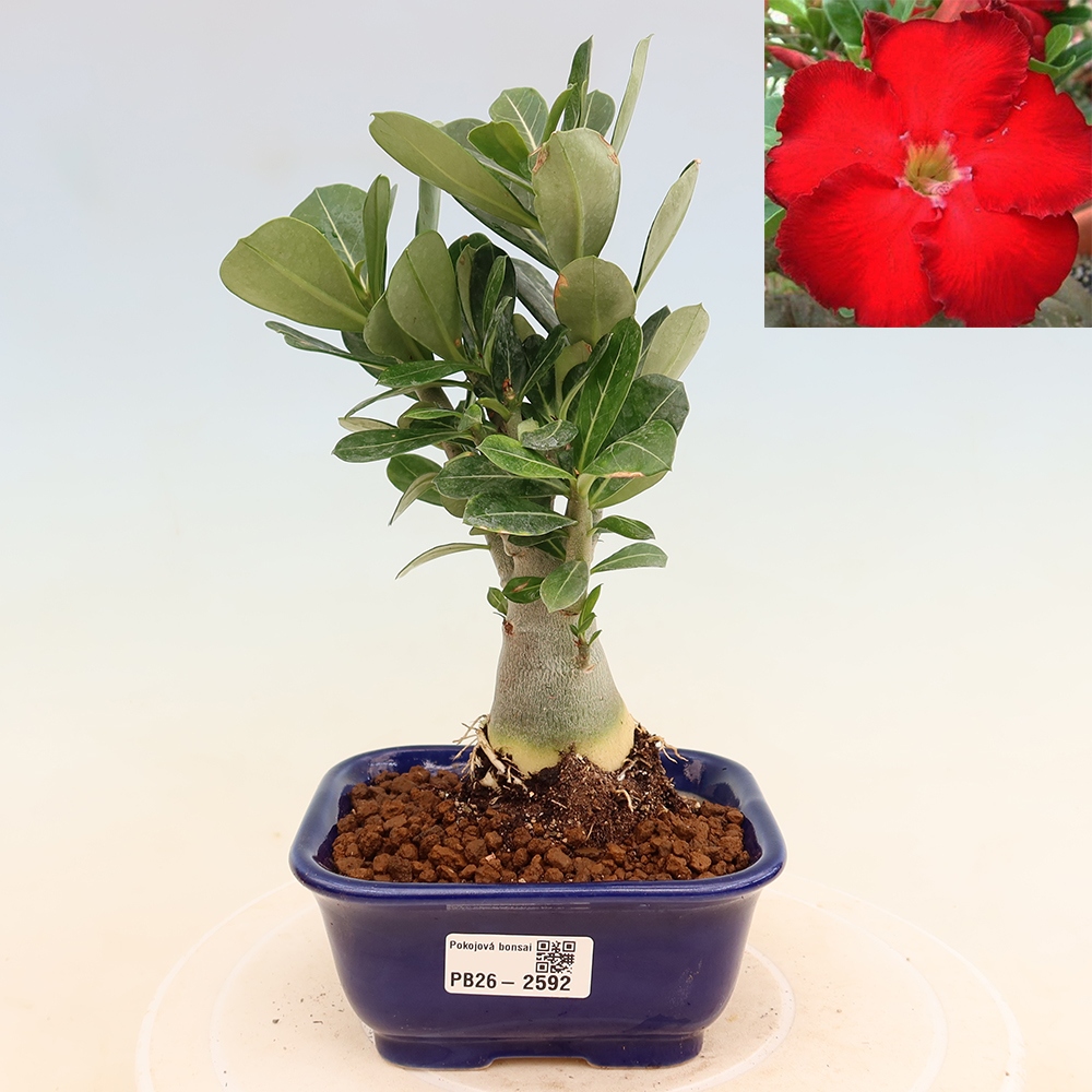 Bonsai pokojowe – Adenium obesum Red Star – Róża pustynna