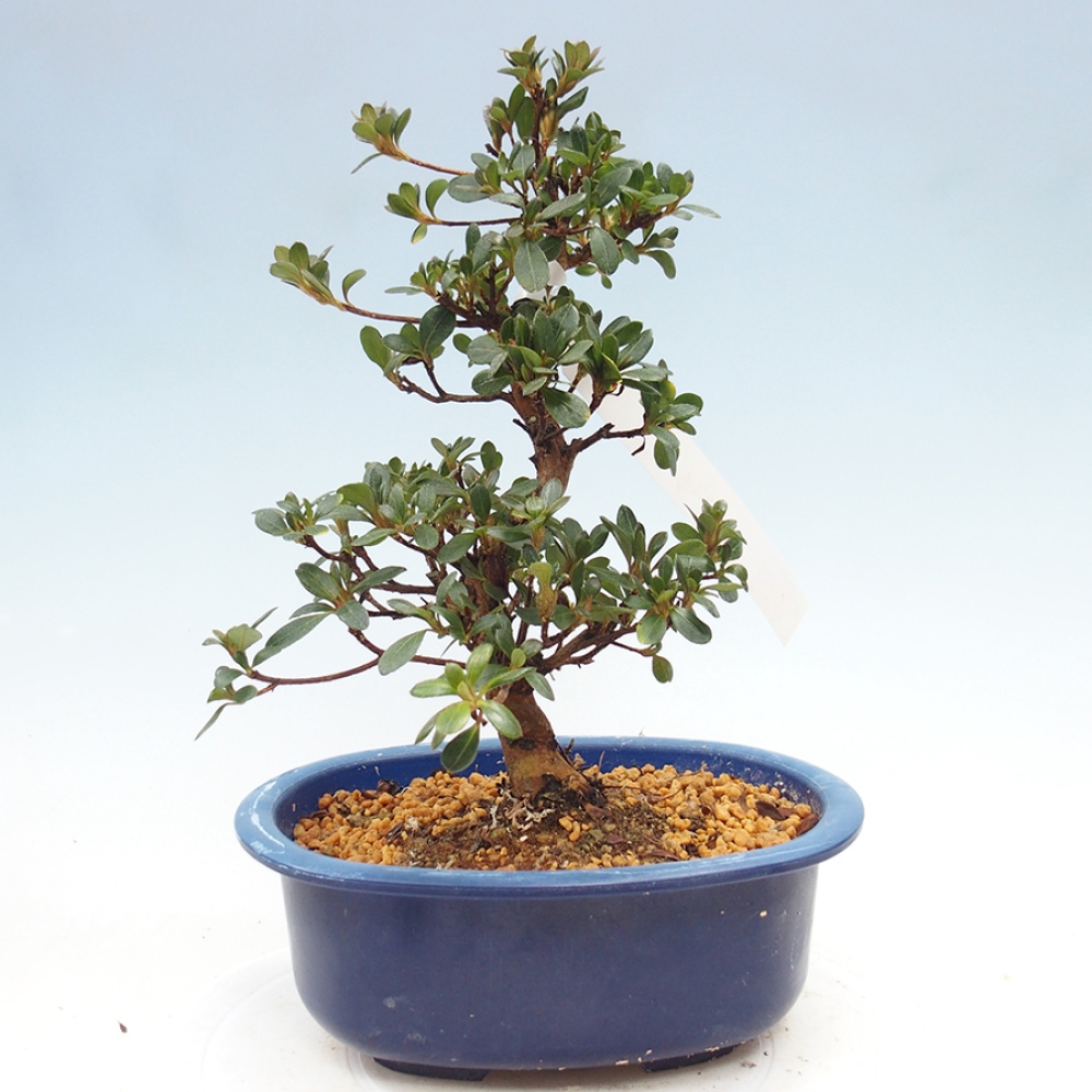 Bonsai zewnętrzne - Azalia japońska - Azalia Kobai