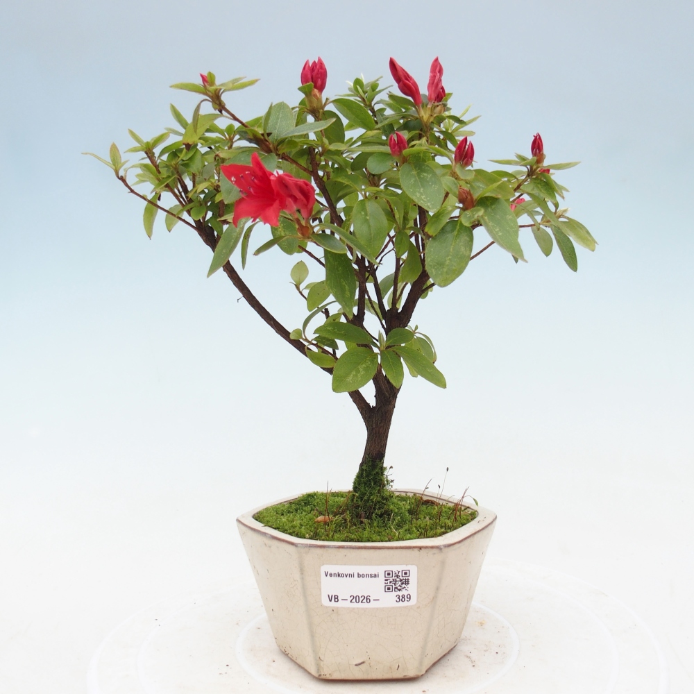 Outdoor bonsai - Azalia japońska - Azalea sp.