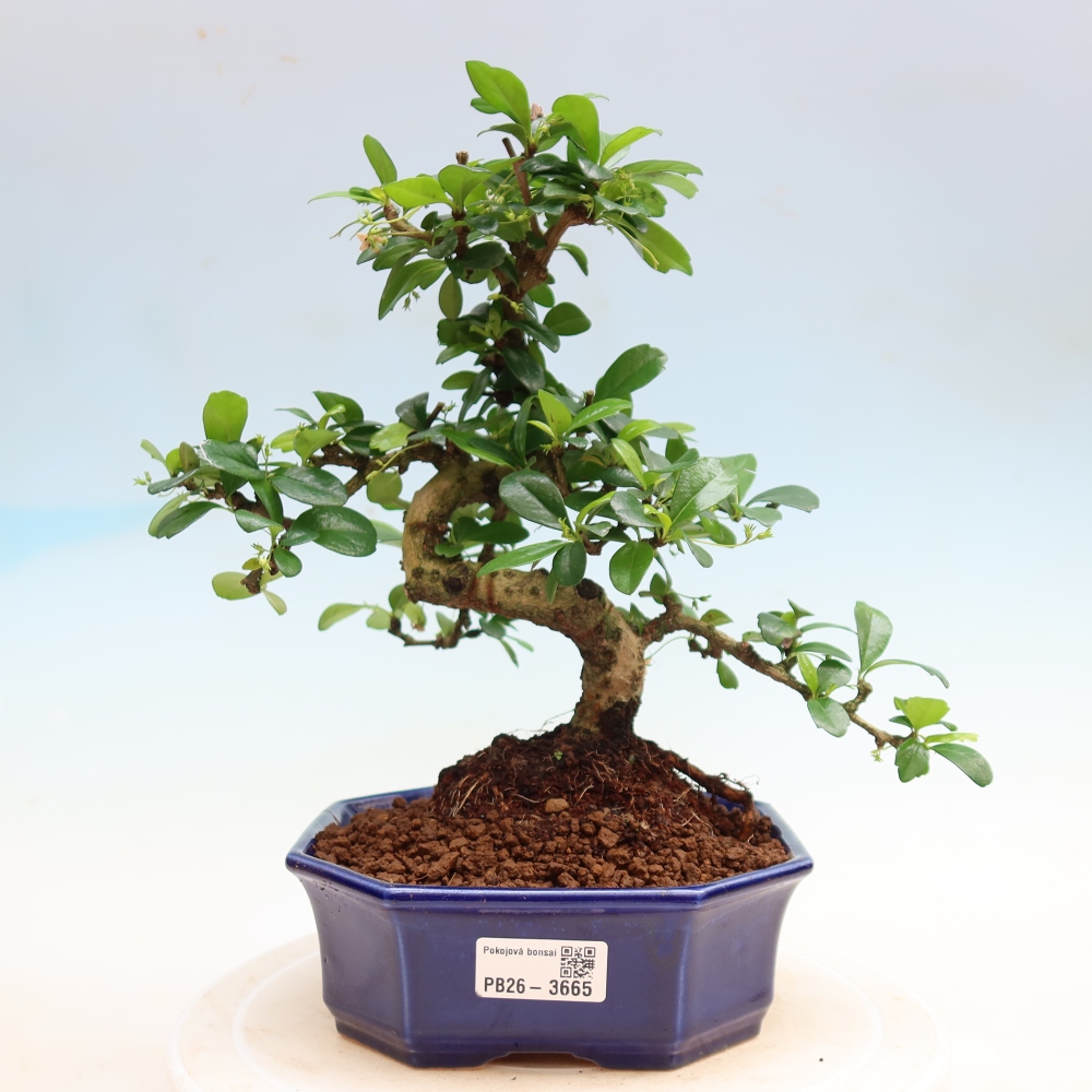 Bonsai pokojowe - Carmona macrophylla - Tea fuki