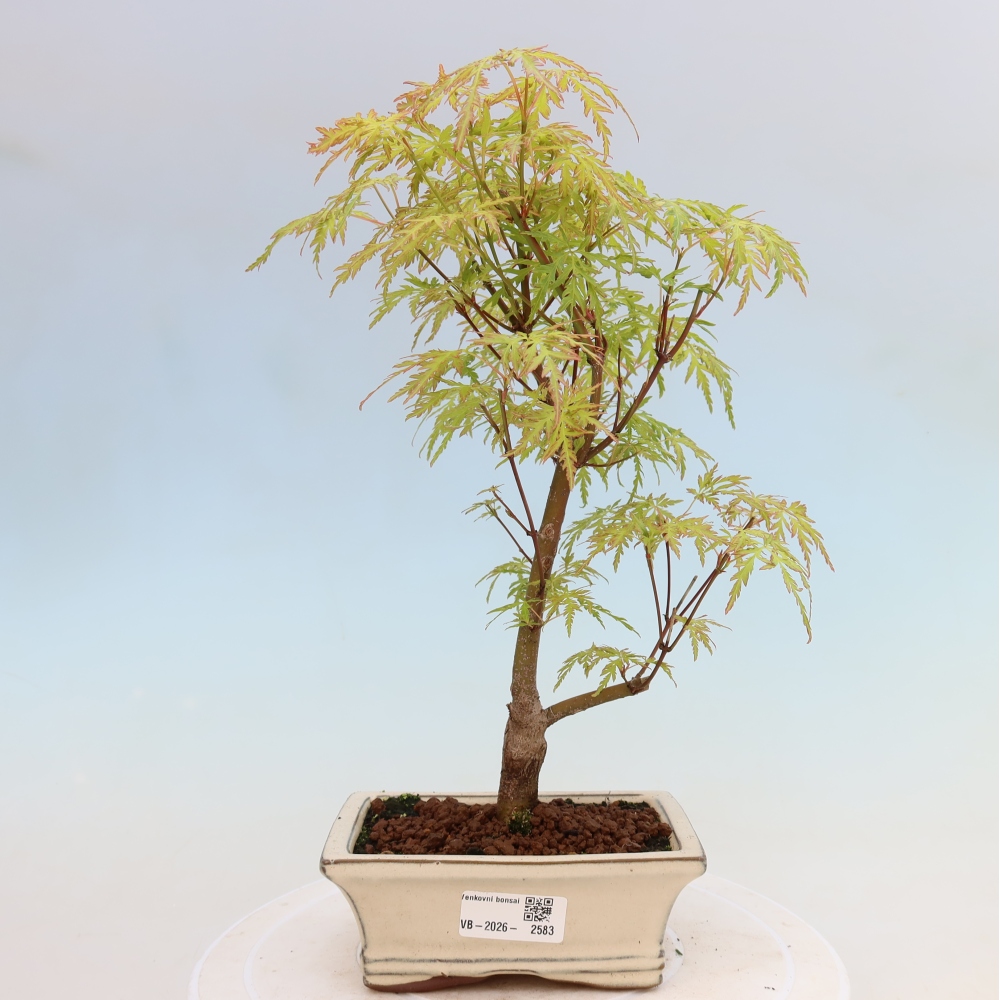 Bonsai ogrodowe – Acer palmatum Dissectum – klon palmowy 