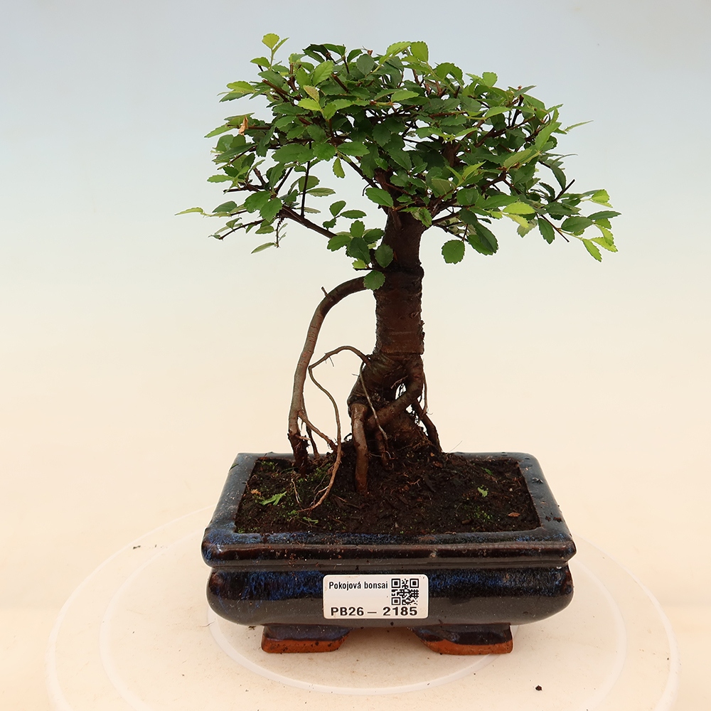 Pokój bonsai - Ulmus parvifolia - Wiąz drobnolistny
