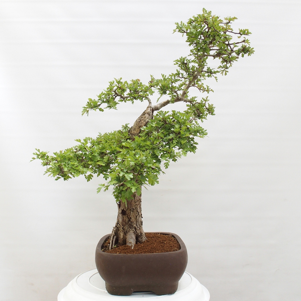 Bonsai zewnętrzne - Głóg - Crataegus monogyna