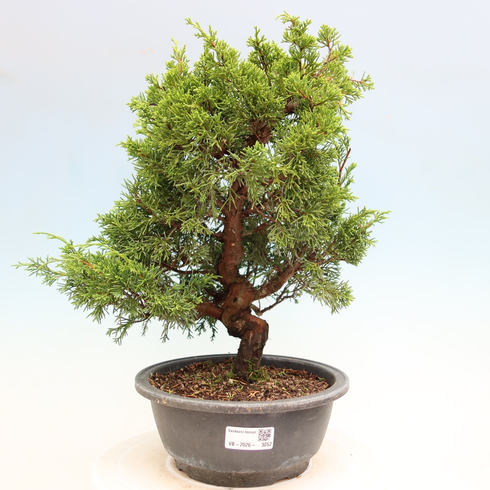 Bonsai ogrodowe – Juniperus chinensis Itoigawa – jałowiec chiński
