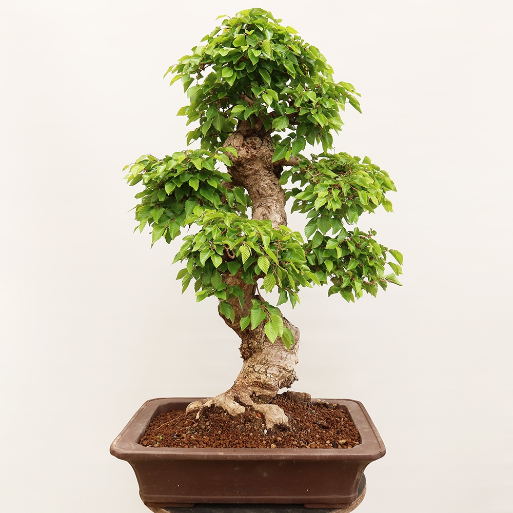 Bonsai plenerowe - Carpinus Coreana - grab koreański