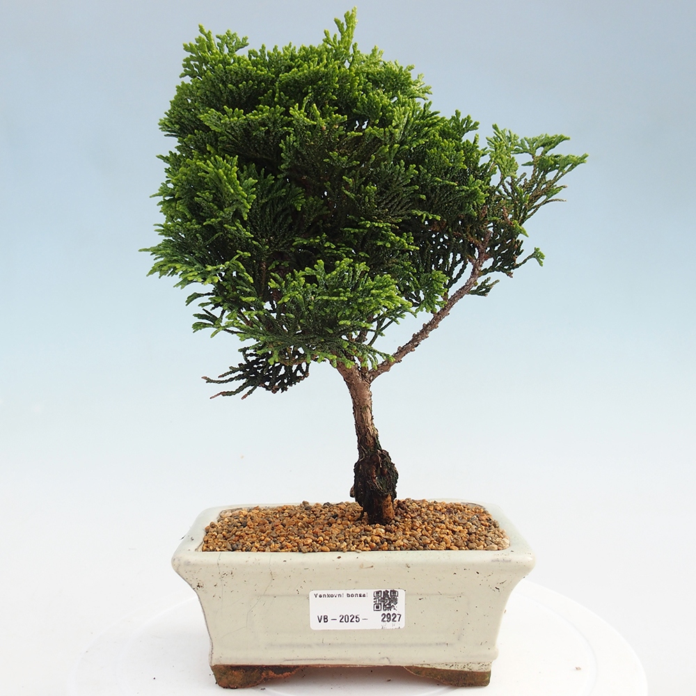 Bonsai na zewnątrz - Cham.pis obtusa Nana Gracilis - Cyprys