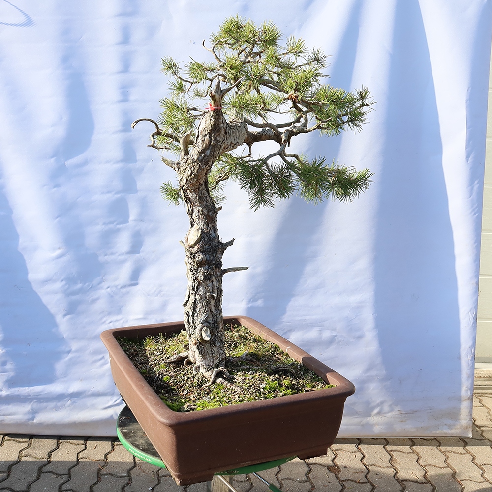 Pinus sylvestris Hiszpania – sosna zwyczajna