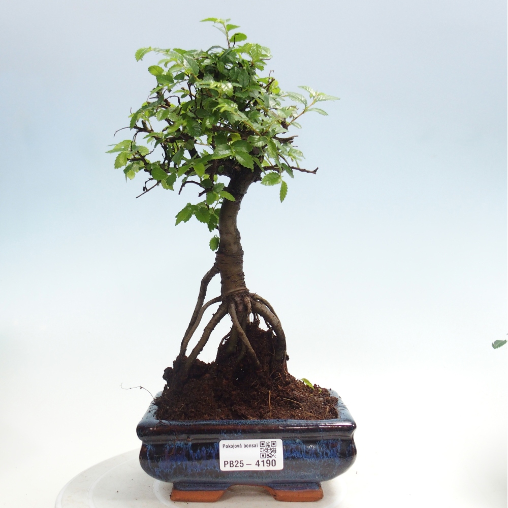 Pokój bonsai - Ulmus parvifolia - Wiąz drobnolistny