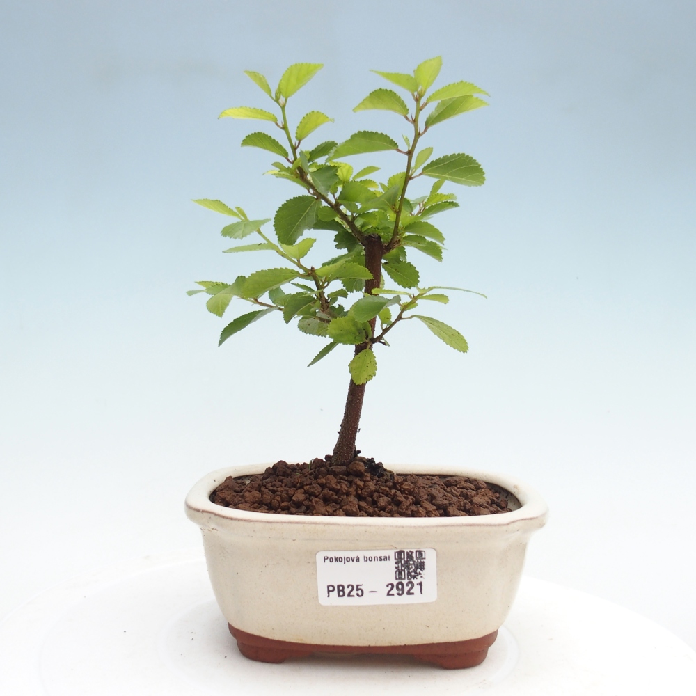 Kryty bonsai - Grewia occidentalis - Lawendowa gwiazda