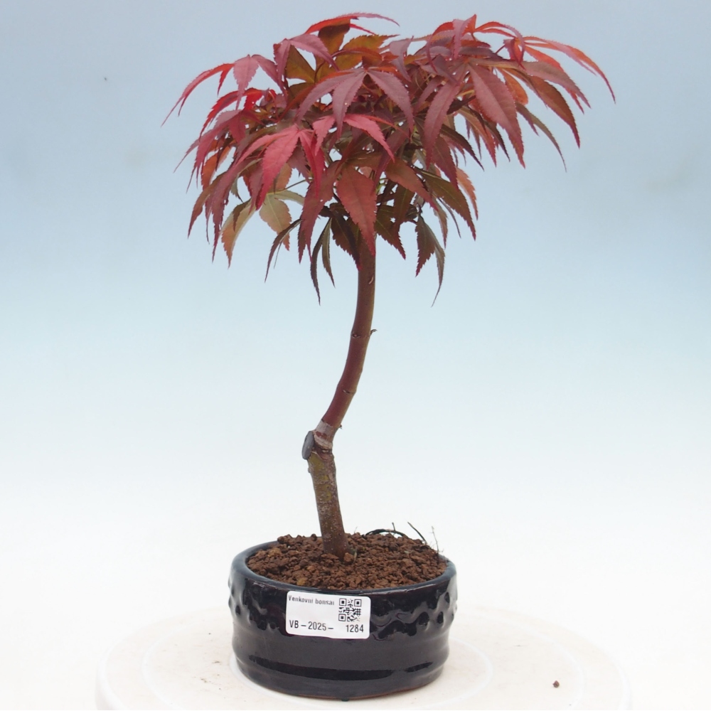 Bonsai zewnętrzne - palma Acer. Klon Atropurpureum-Palmleaf